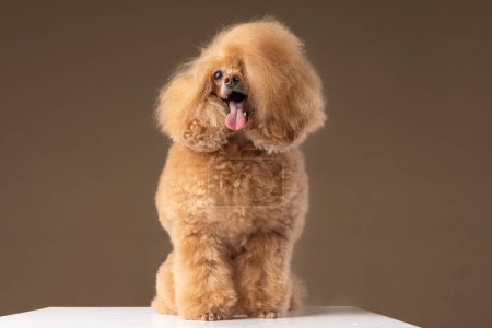 beautiful dog brown miniature poodle on a gray background, portrait of a cute little dog