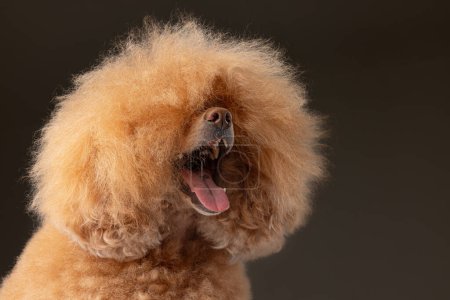 beautiful dog brown miniature poodle on a gray background, portrait of a cute little dog