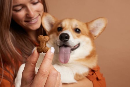 Foto de Mujer dando a su perro deliciosa comida para perros en forma de hueso sobre un fondo beige vacío, concepto de perros felices - Imagen libre de derechos