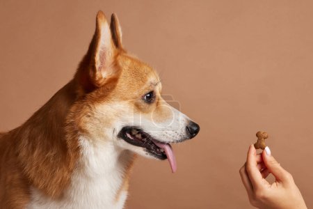 dog food in the shape of a bone close-up in the hand of a girl with a corgi dog, happy dogs concept