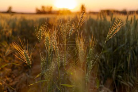 Feld von reifem Weizen bei Sonnenaufgang oder Sonnenuntergang Ernte, agro company concept
