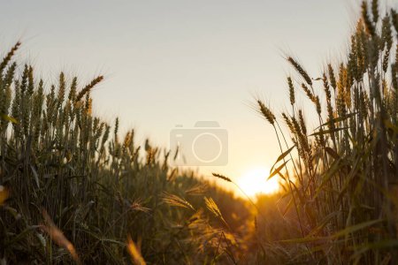 Feld von reifem Weizen bei Sonnenaufgang oder Sonnenuntergang Ernte, agro company concept