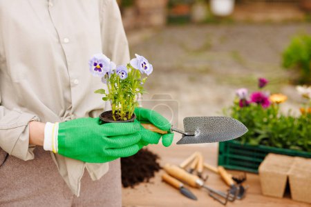 Photo for Gardener woman planting flowers in her garden, garden maintenance and hobby concept - Royalty Free Image
