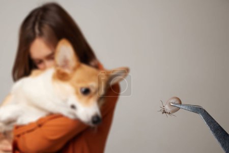 the doctor holds a tick with tweezers close-up, after removing it from a dog, treating the animal for a tick