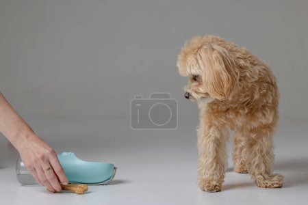 red maltipoo drinks water from a dog drinking bowl. taking care of the dog