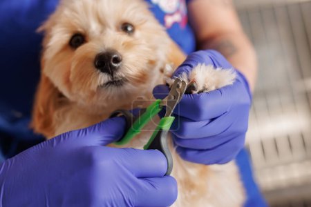 Veterinarian trims nails of domestic dogs in the clinic, animal care