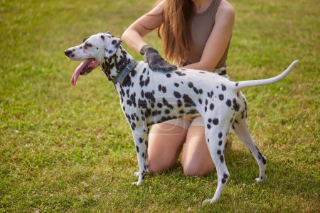 girl combing the hair of a dog Dalmatian in the park, caring for a dog