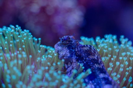 marine corail doux Sarcophyton sp macro photo, mise au point sélective