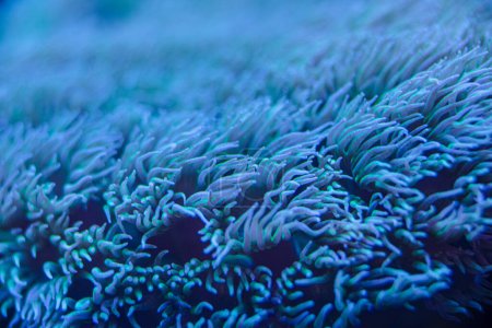 Photo for Sea coral Euphyllia macro photo, selective focus - Royalty Free Image