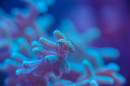 SPS coral marino Seriatiopora, Acropora macro foto, enfoque selectivo