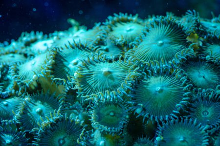 marine LPS Koralle Trachyphyllia, Lobophyllia Makroaufnahme, selektiver Fokus