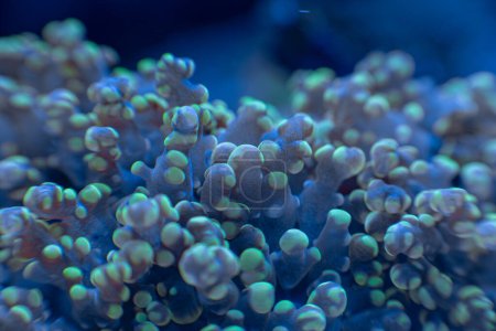 Photo for Sea coral Euphyllia macro photo, selective focus - Royalty Free Image