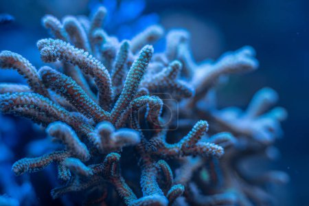 SPS coral marino Seriatiopora, Acropora macro foto, enfoque selectivo
