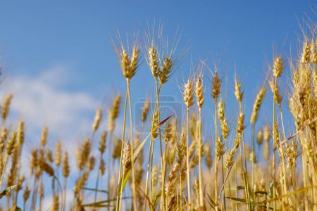 champ de blé mûr avant récolte contre ciel bleu, concept de production de pain, orientation sélective