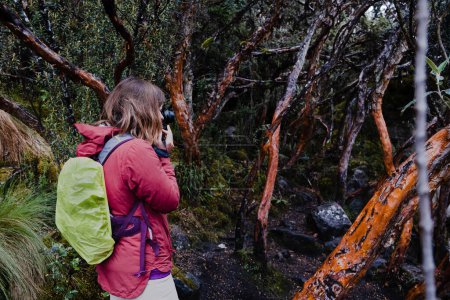 Foto de Una fotógrafa tomando una foto en un bosque de árboles de papel endémico de las regiones de media y alta elevación de los Andes tropicales. Parque Nacional Cajas, Cuenca, provincia de Azuay, altiplano del Ecuador. - Imagen libre de derechos