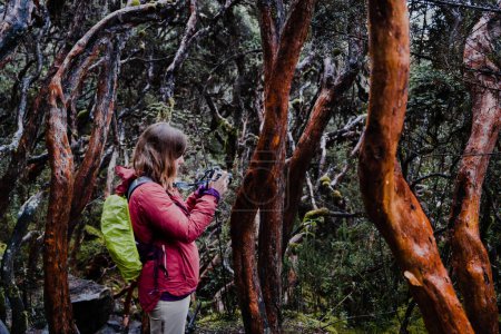 Foto de Una turista hembra revisando sus fotos en la pantalla de su cámara en un bosque de árboles de papel endémico de las regiones de media y alta elevación de los Andes tropicales. Parque Nacional Cajas, Cuenca, provincia de Azuay, altiplano del Ecuador. - Imagen libre de derechos