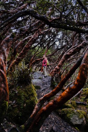 Foto de Una turista enmarcada entre árboles de papel en un bosque endémico de las regiones de media y alta elevación de los Andes tropicales. Parque Nacional Cajas, Cuenca, provincia de Azuay, altiplano del Ecuador. - Imagen libre de derechos