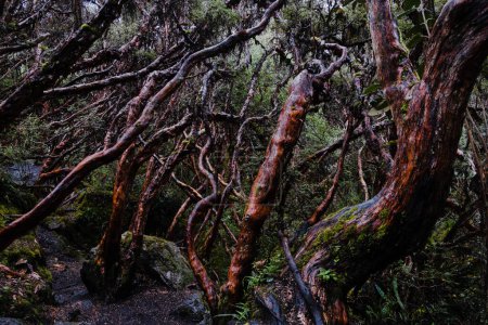 Horizontal photo of a paper tree (Polylepis) forest endemic to the mid- and high-elevation regions of the tropical Andes. Cajas National Park, Cuenca, province of Azuay, highlands of Ecuador. Poster 624237420