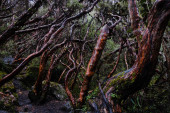 Horizontal photo of a paper tree (Polylepis) forest endemic to the mid- and high-elevation regions of the tropical Andes. Cajas National Park, Cuenca, province of Azuay, highlands of Ecuador. Poster #624237420