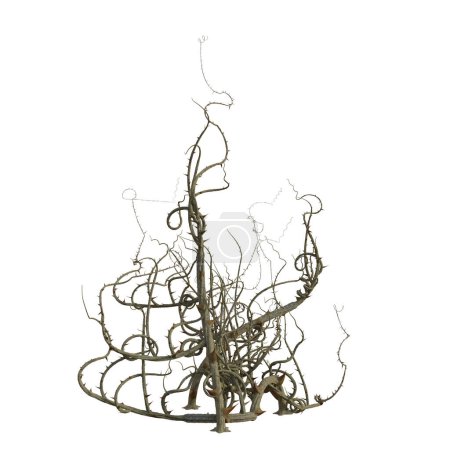3d render briar isolated thorns