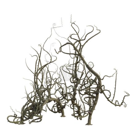 3d render briar isolated thorns