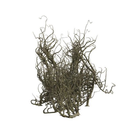 Photo for 3d render briar isolated thorns - Royalty Free Image