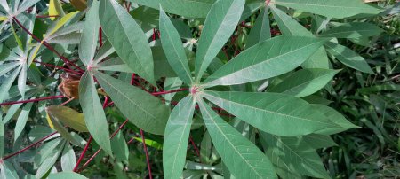 Foto de Close up of green cassava leaves in the garden - Imagen libre de derechos