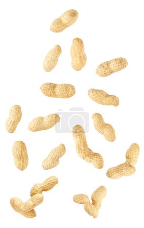Photo for Falling peanut beans isolated on white background, clipping path. - Royalty Free Image