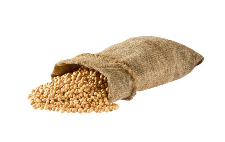 Photo for Soybeans in sack isolated on white background. soybeans in sack bag.Sack with soybeans. soybeans in burlap bag and heap of soybeans. - Royalty Free Image