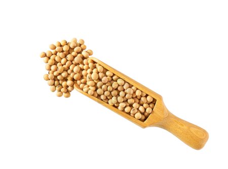 Téléchargez les photos : Small wooden spoon or scoop with organic soybeans isolated on white background top view. - en image libre de droit