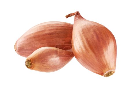 fresh raw onion shallots isolated on white background.