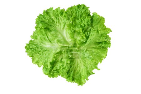 Photo for Lettuce leaves isolated on white background. Lettuce leaves isolated on white background. Lettuce salad with lettuce leaves. - Royalty Free Image