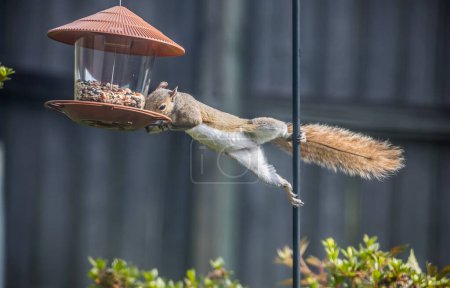 Écureuil gris ou Sciurus Carolinensis dévalisant une mangeoire à oiseaux dans une arrière-cour résidentielle à Montgomery, Alabama.