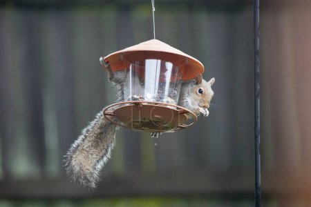 Gray Squirrel or Sciurus Carolinensis robbing a bird feeder in a residential back yard in Montgomery, Alabama.