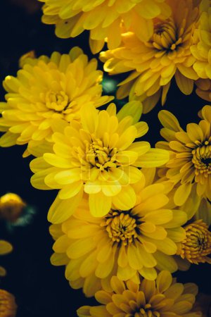 Photo for Bouquet of yellow chrysanthemums on a black background - Royalty Free Image