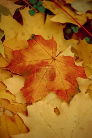 Photo for Texture of yellow autumn maple leaves - Royalty Free Image
