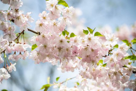 Téléchargez les photos : Cerisiers dans le jardin - en image libre de droit