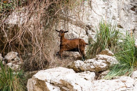 Photo for Mountain goats on sheer cliffs or stone walls. Brown goat - Royalty Free Image