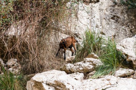 Photo for Mountain goats on sheer cliffs or stone walls. Brown goat - Royalty Free Image