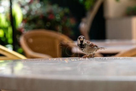 Photo for Cute Spanish Sparrow resting on a chair at an outdoor restaurant. Majorca, Spain - Royalty Free Image
