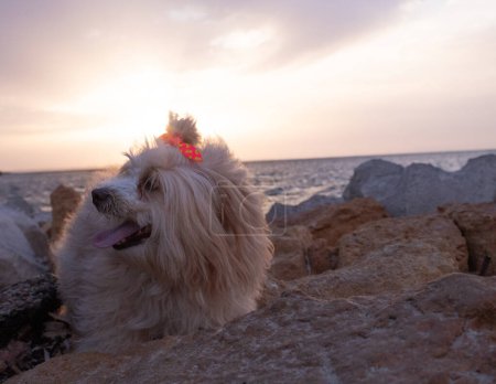 perro en la playa de Monastir