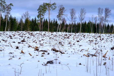 Photo for Timber cutting. The site of deforestation in winter - Royalty Free Image