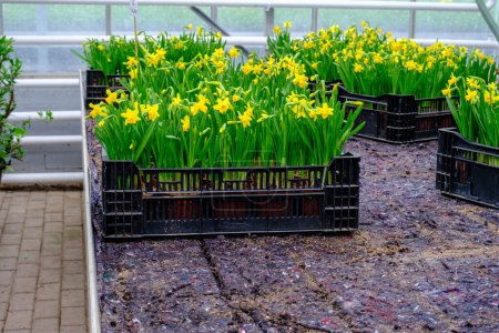 Photo for Yellow daffodils the first spring flowers are grown in a greenhouse - Royalty Free Image