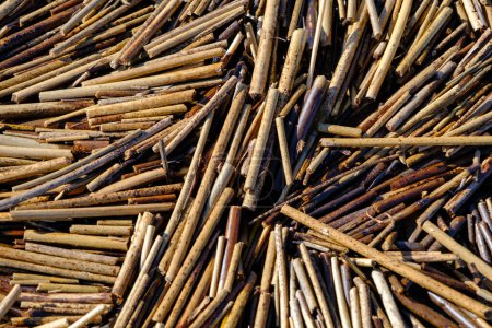 Photo for Close-up of cane plant sticks on a shore beach in spring. Script. Close-up of dry short canes. Background from natural materials. Small pieces of dry cane branches - Royalty Free Image