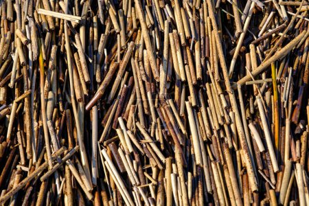 Photo for Close-up of cane plant sticks on a shore beach in spring. Script. Close-up of dry short canes. Background from natural materials. Small pieces of dry cane branches - Royalty Free Image