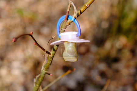 a lost baby's pacifier hanging on a tree branch.