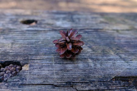 Foto de Primer plano de conos de pino sobre una mesa de madera. - Imagen libre de derechos