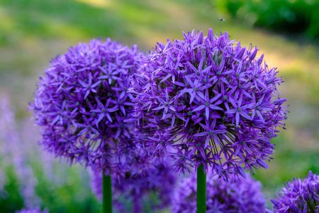 Téléchargez les photos : Allium hollandicum persan oignon hollandais ail violet sensation plante à fleurs de pluie, fleurs ornementales en fleurs. une belle fleur dans le parc. - en image libre de droit