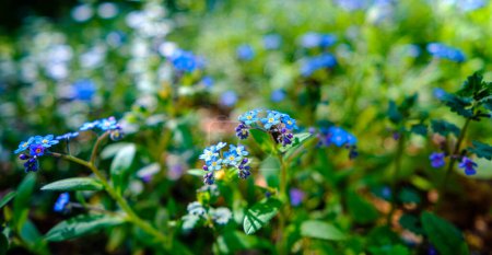 Téléchargez les photos : Petites fleurs délicates de la forêt bleu ciel sur un fond de forêt floue journée ensoleillée - en image libre de droit