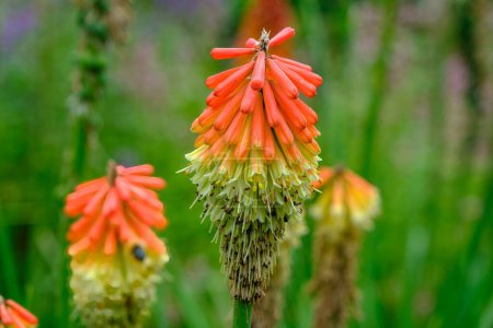 Foto de Kniphofia Papaya Popsicle beautiful flower in botanic garden. - Imagen libre de derechos